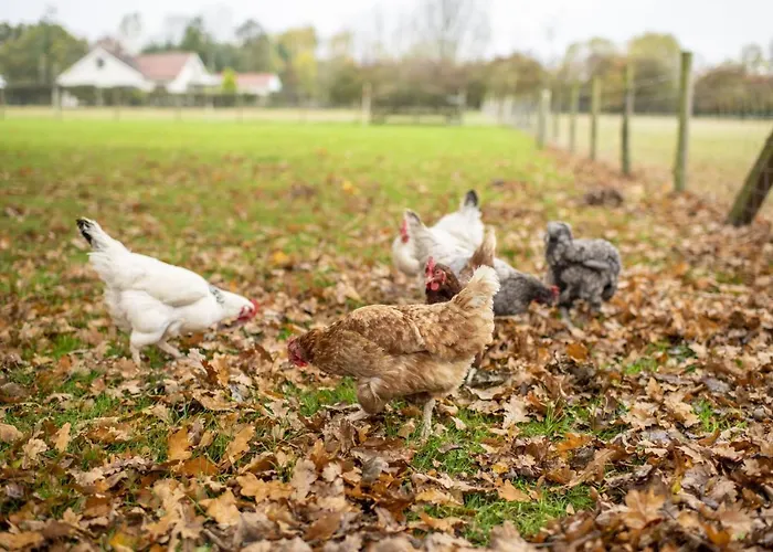 בית נופש Tockwith Barn יורק